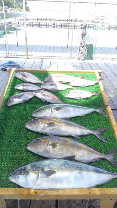 海の釣堀 海恵 釣果