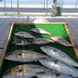 海の釣堀 海恵 釣果