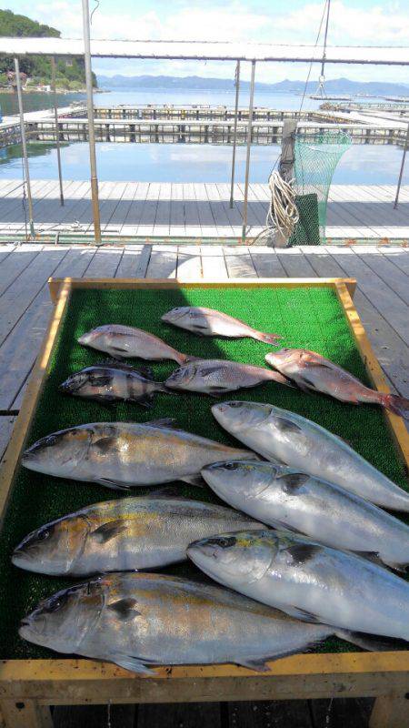 海の釣堀 海恵 釣果