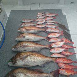 ARCADIAⅡ （アルカディアⅡ） 釣果