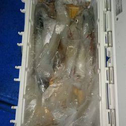 海龍丸（石川） 釣果