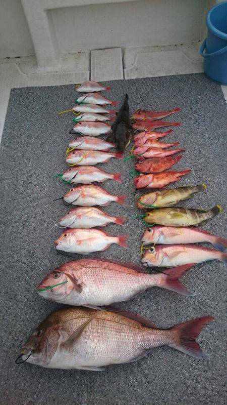 ARCADIAⅡ (アルカディアⅡ) 釣果