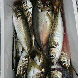 金沢八景鴨下丸 釣果