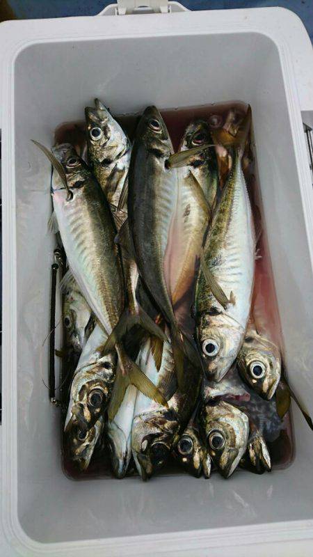 金沢八景鴨下丸 釣果