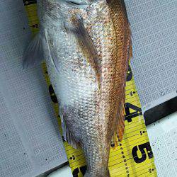 タイラバ遊漁船 ワンピース 釣果