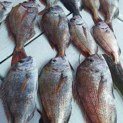 タイラバ遊漁船 ワンピース 釣果