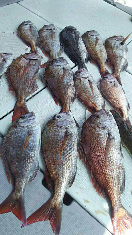 タイラバ遊漁船 ワンピース 釣果