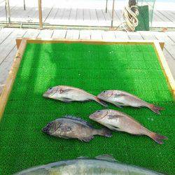 海の釣堀 海恵 釣果