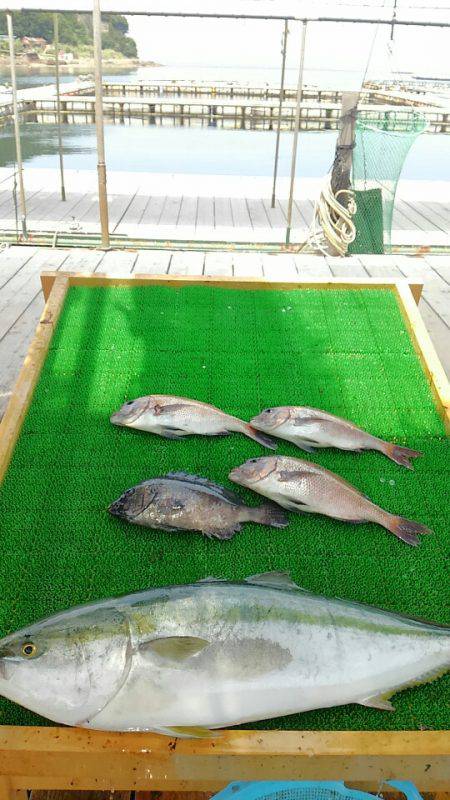 海の釣堀 海恵 釣果