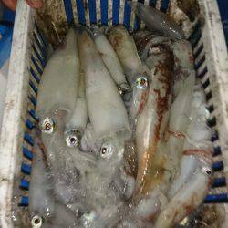 海龍丸(石川) 釣果