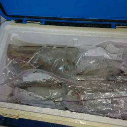 海龍丸(石川) 釣果