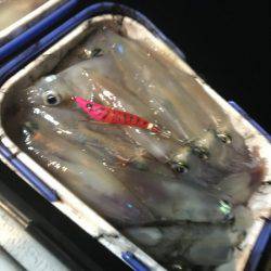 South Current 釣果