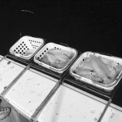 South Current 釣果