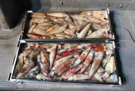 South Current 釣果