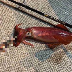 South Current 釣果