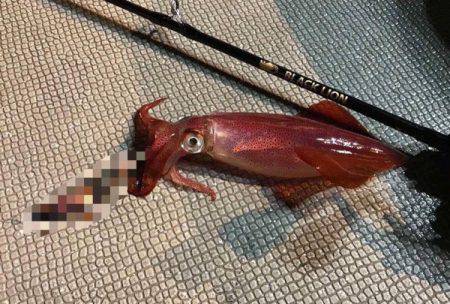 South Current 釣果