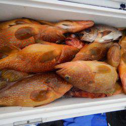 LUSTER『ラスター』 釣果