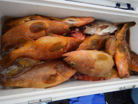 LUSTER『ラスター』 釣果