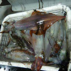 LUSTER『ラスター』 釣果