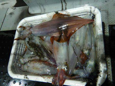 LUSTER『ラスター』 釣果