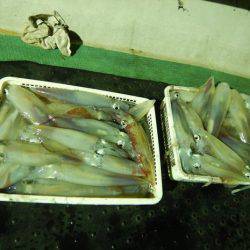 LUSTER『ラスター』 釣果