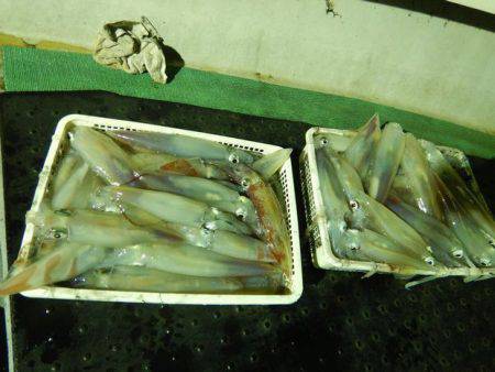 LUSTER『ラスター』 釣果