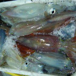 LUSTER『ラスター』 釣果