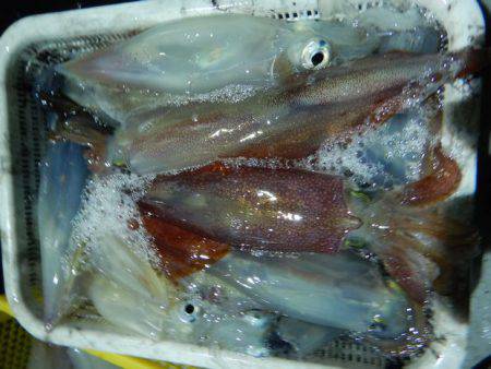 LUSTER『ラスター』 釣果