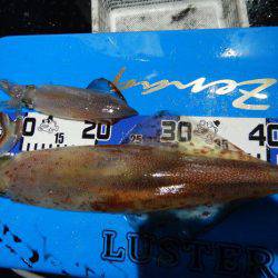 LUSTER『ラスター』 釣果