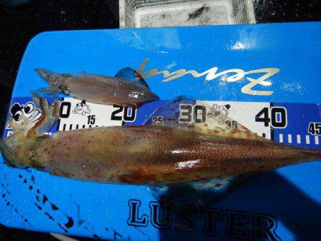 LUSTER『ラスター』 釣果