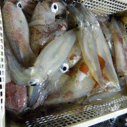 LUSTER『ラスター』 釣果