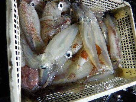 LUSTER『ラスター』 釣果