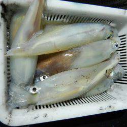 LUSTER『ラスター』 釣果