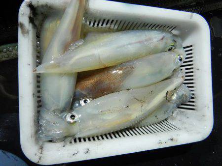 LUSTER『ラスター』 釣果