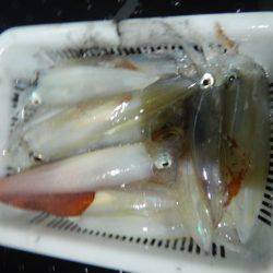 LUSTER『ラスター』 釣果