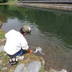つりぼりあかし 釣果