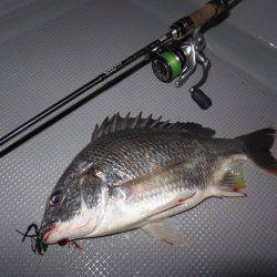 Chase（チェイス） 釣果