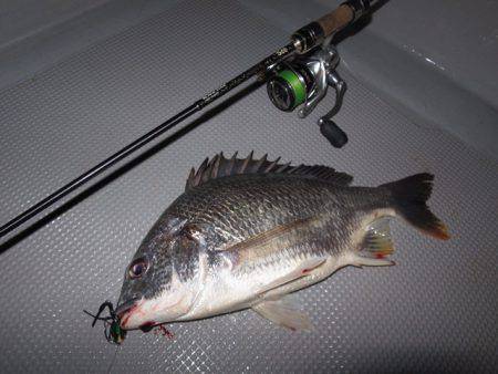 Chase（チェイス） 釣果