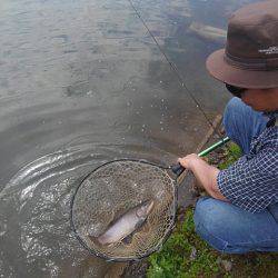 つりぼりあかし 釣果