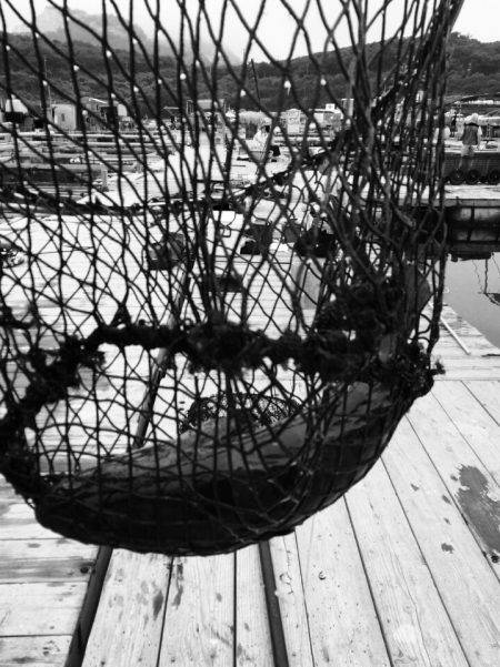 海の釣堀 海恵 釣果