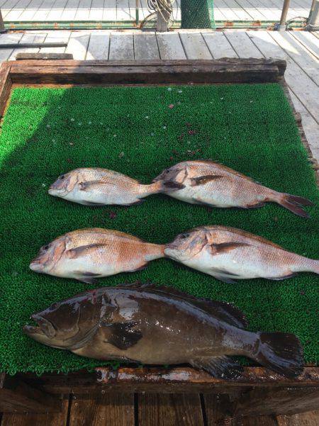 海の釣堀 海恵 釣果