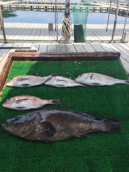 海の釣堀 海恵 釣果
