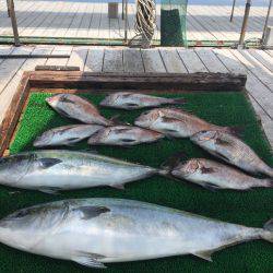 海の釣堀 海恵 釣果