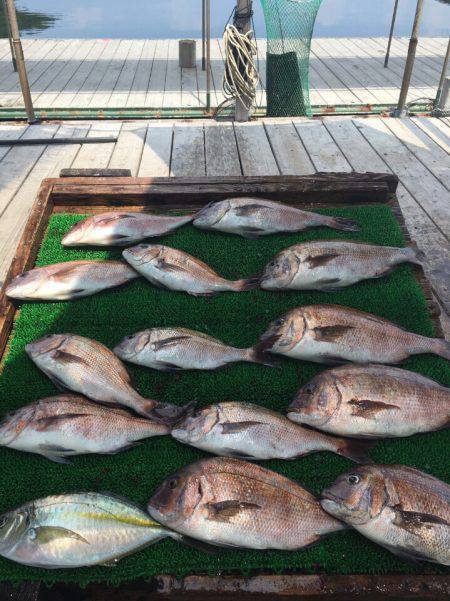 海の釣堀 海恵 釣果