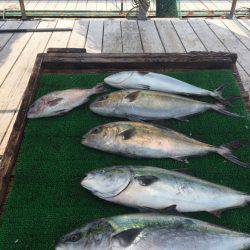 海の釣堀 海恵 釣果