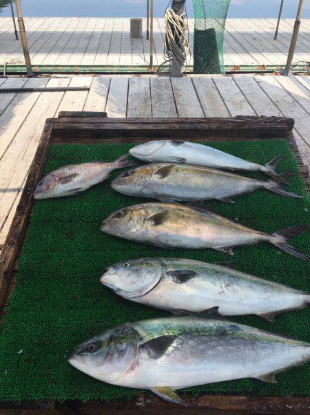 海の釣堀 海恵 釣果