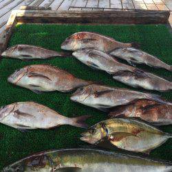 海の釣堀 海恵 釣果