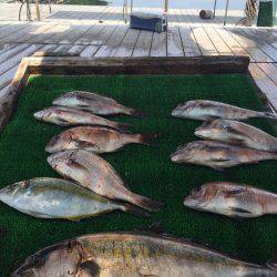 海の釣堀 海恵 釣果