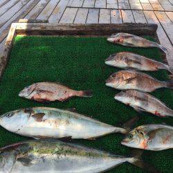 海の釣堀 海恵 釣果