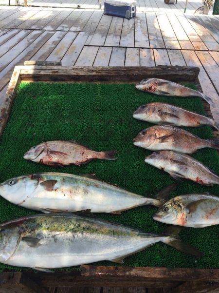 海の釣堀 海恵 釣果